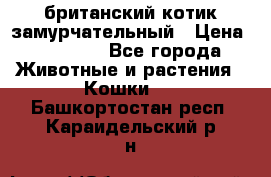 британский котик замурчательный › Цена ­ 12 000 - Все города Животные и растения » Кошки   . Башкортостан респ.,Караидельский р-н